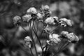 Frozen Rose Bush - Black and White Royalty Free Stock Photo